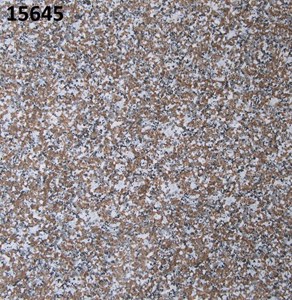 Đá bóng kiếng toàn phần 600x600 PRIME TP 15645