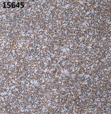 Đá bóng kiếng toàn phần 600x600 PRIME TP 15645