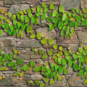 Đá mờ Đồng Tâm Greenery004