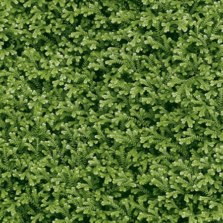 Gạch Đồng Tâm 4040THESEA001